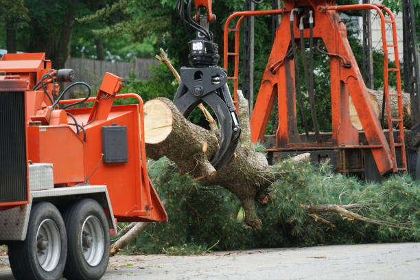 Lawn Watering Services in Tornado, WV